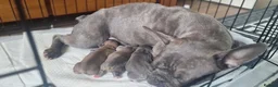 French Bulldog dogs for sale: Two girls and one boy are looking for a new home. in Aberdeen - Advert 4