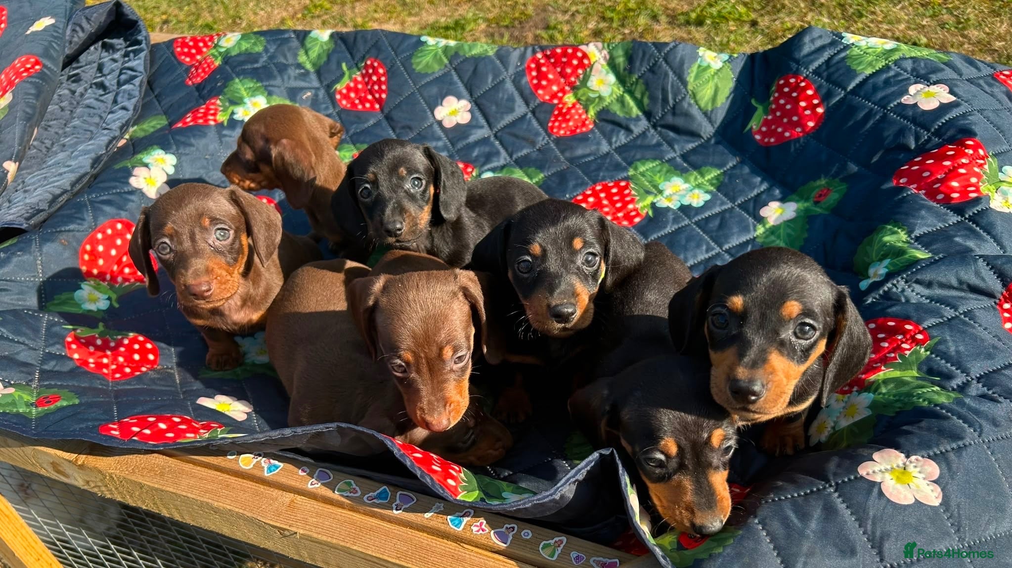 Miniature Dachshund dogs Miniature Dachshund Pups ready to leave 🐶  - Advert 5