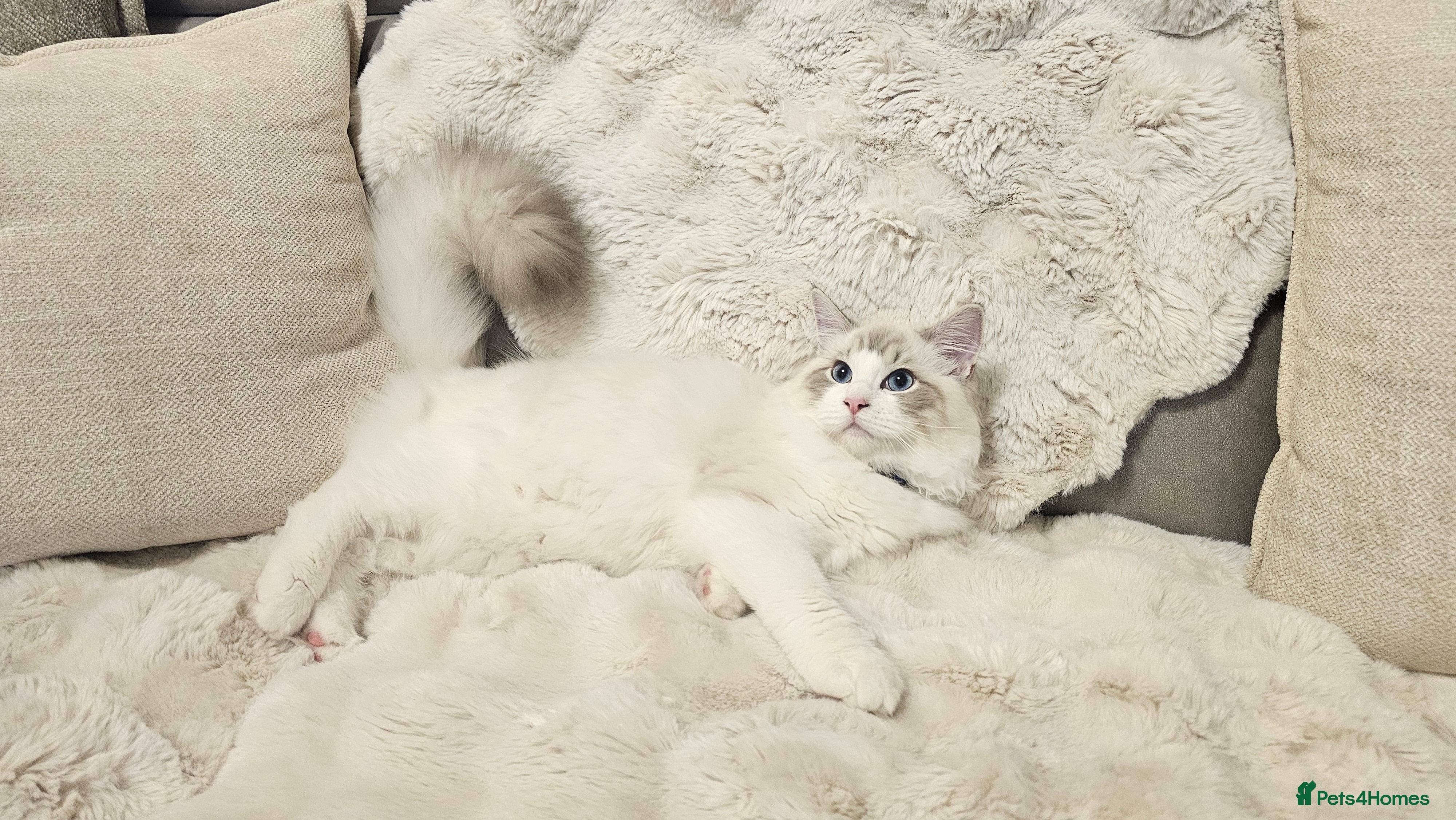 Ragdoll cats ACTIVE Gccf 1 boys left  - Advert 4