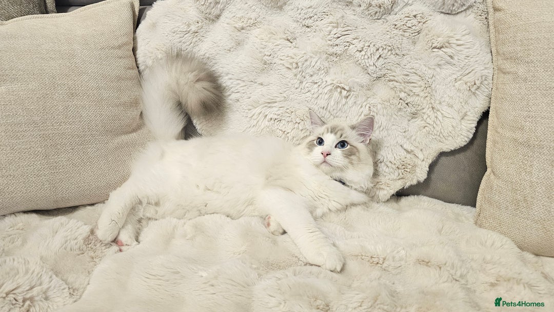 Ragdoll cats for sale: Pedegree Active Gccf 2 boys left  - Advert 2