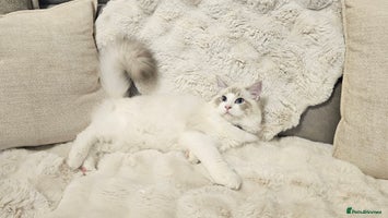 Ragdoll cats - Advert 5