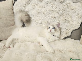 Ragdoll cats ACTIVE Gccf 1 boys left - Advert 4