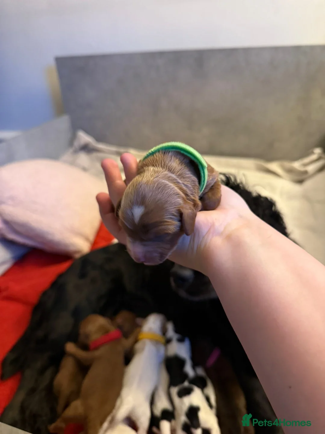 Mixed Breed dogs for sale: Beautiful cocker spaniel & Cavapoo puppies  in Bingley - Advert 18