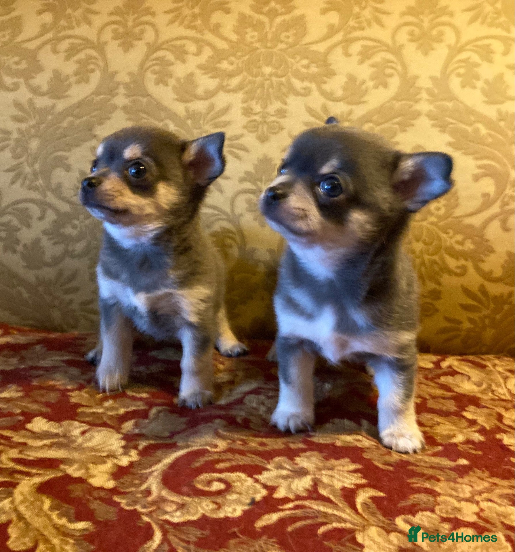 Chihuahua dogs for sale: Chihuahua puppies from licensed breeder - Advert 1