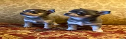 Chihuahua dogs for sale: Chihuahua puppies from licensed breeder - Advert 1