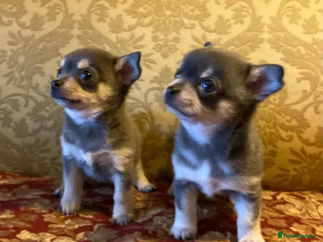 Chihuahua dogs for sale: Chihuahua puppies from licensed breeder - Advert 1