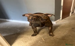 Mixed Breed dogs for sale: Loki 8 months old - Image 2