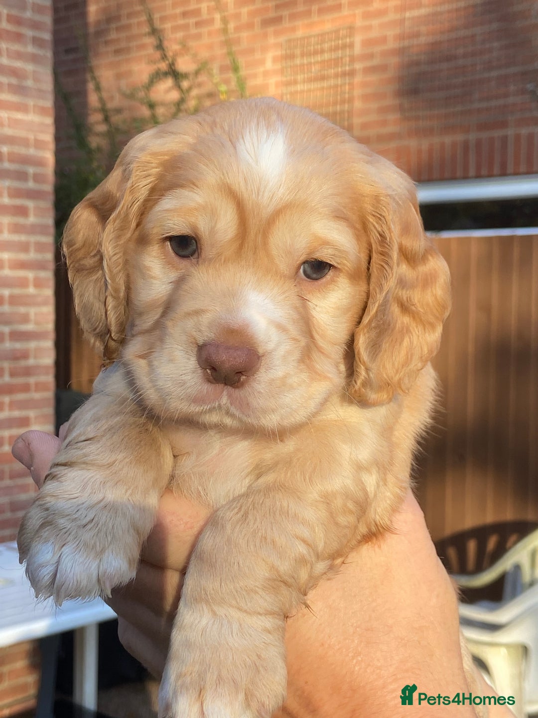 Cocker Spaniel dogs for sale: KC Registered Working Cocker Spaniels - Advert 12