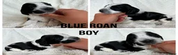 Cocker Spaniel dogs for sale: Outstanding Cocker Spaniel puppies - Advert 5