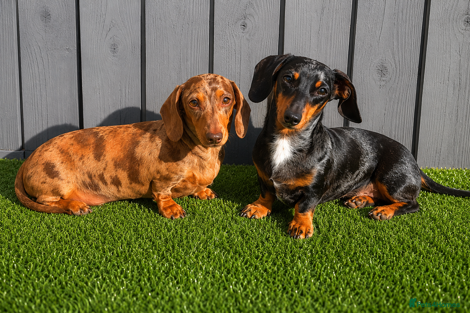 Miniature Dachshund dogs 2 adult girls 🩷🩷 - Advert 16