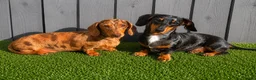 Miniature Dachshund dogs for sale: 2 adult girls 🩷🩷 - Advert 1