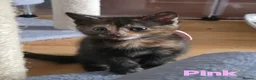 Domestic Shorthair cats for sale: ×2 Black (M) Kittens fully vax flead and dewormed - Advert 19
