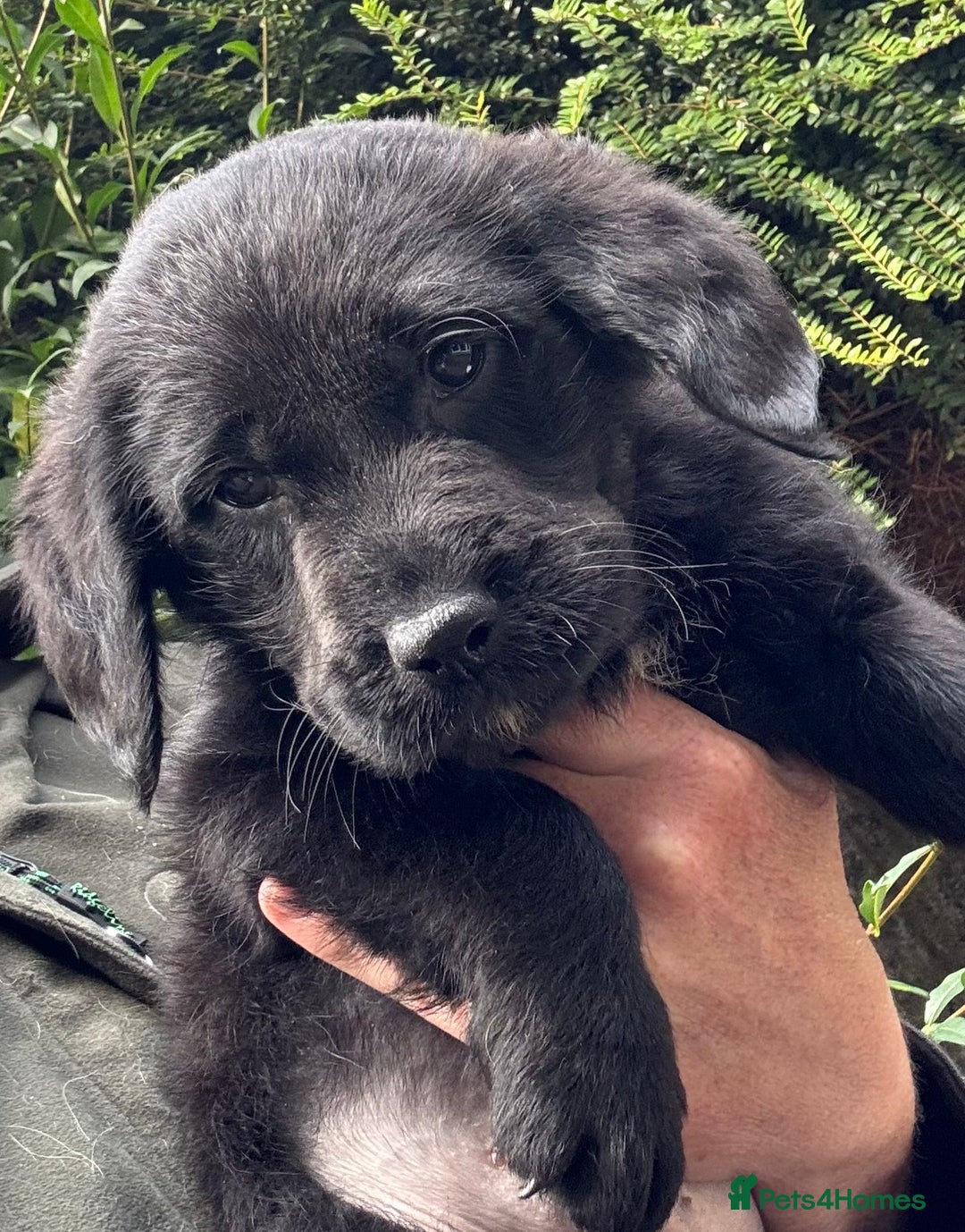 Australian Labradoodle dogs for sale: Stunning Multigen Mini Australian Labradoodle mix. - Image 5