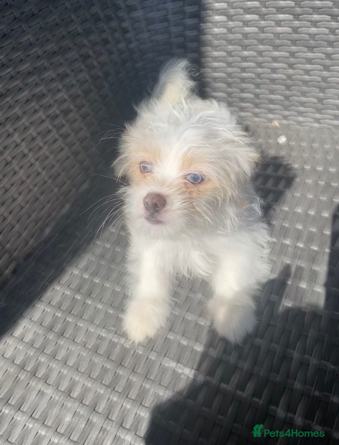 Mixed Breed dogs Last Beautiful Maltese Cross Puppy- Grey Eyes   - Advert 18