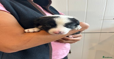 Border Collie dogs - Advert 4