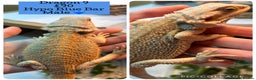 Bearded Dragon reptiles for sale: Baby Hypo Bearded Dragons - Advert 9