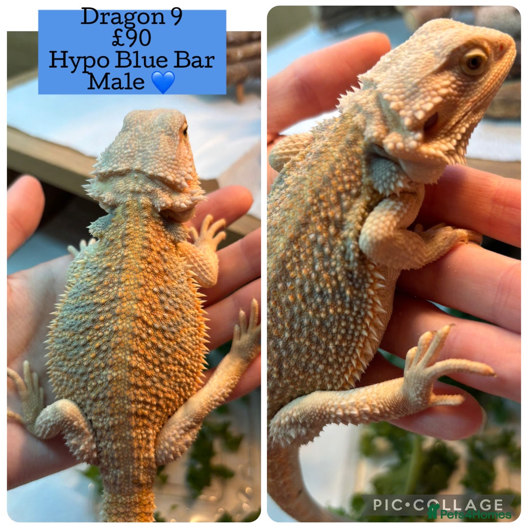 Bearded Dragon reptiles for sale: Baby Hypo Bearded Dragons - Advert 9