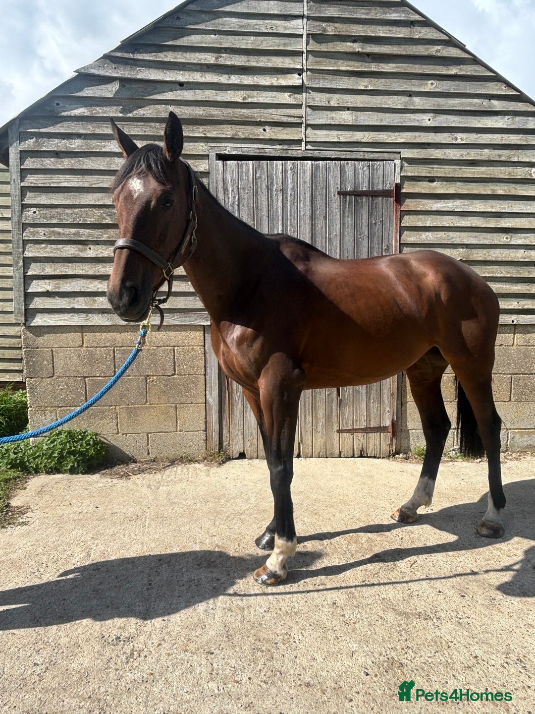Irish Sports horses for sale: Teens horse / mother / daughter share - Image 35
