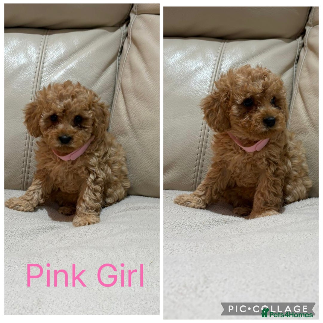 Cavapoo dogs for sale: Stunning F1 red Cavapoo Baby’s  - Image 5