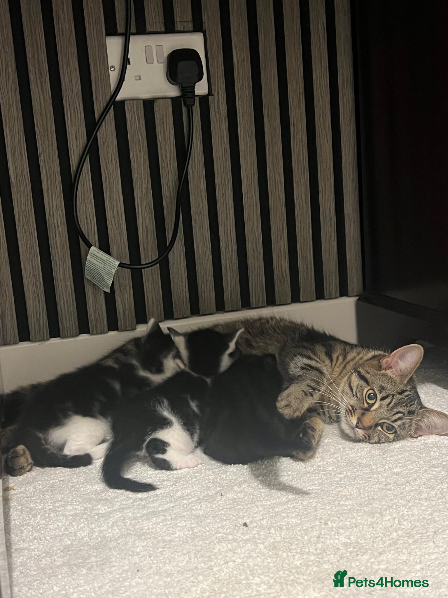 Mixed Breed cats 3 kittens for sale - Advert 1