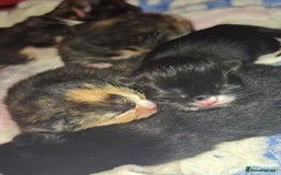 Domestic Shorthair cats for sale: 3 Tortoiseshell & 1 Black Kitten For Sale  - Image 1