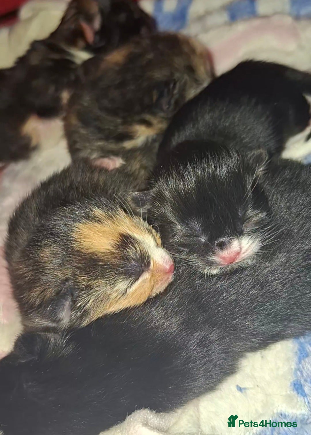 Domestic Shorthair cats for sale: 3 Tortoiseshell & 1 Black Kitten For Sale  - Image 1