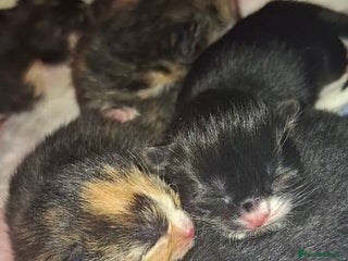 Domestic Shorthair cats for sale - Advert 1