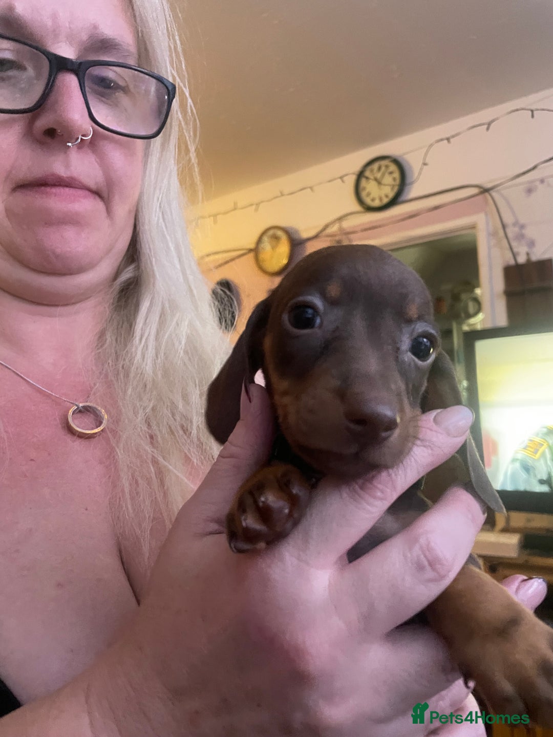Dachshund dogs for sale: Beautiful dachshund puppies ready now - Image 10