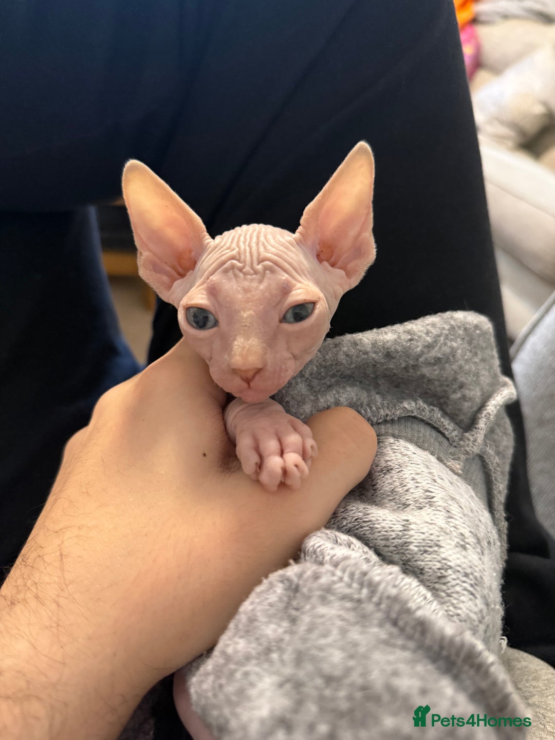 Sphynx cats for sale: Sphynx boy - Advert 5