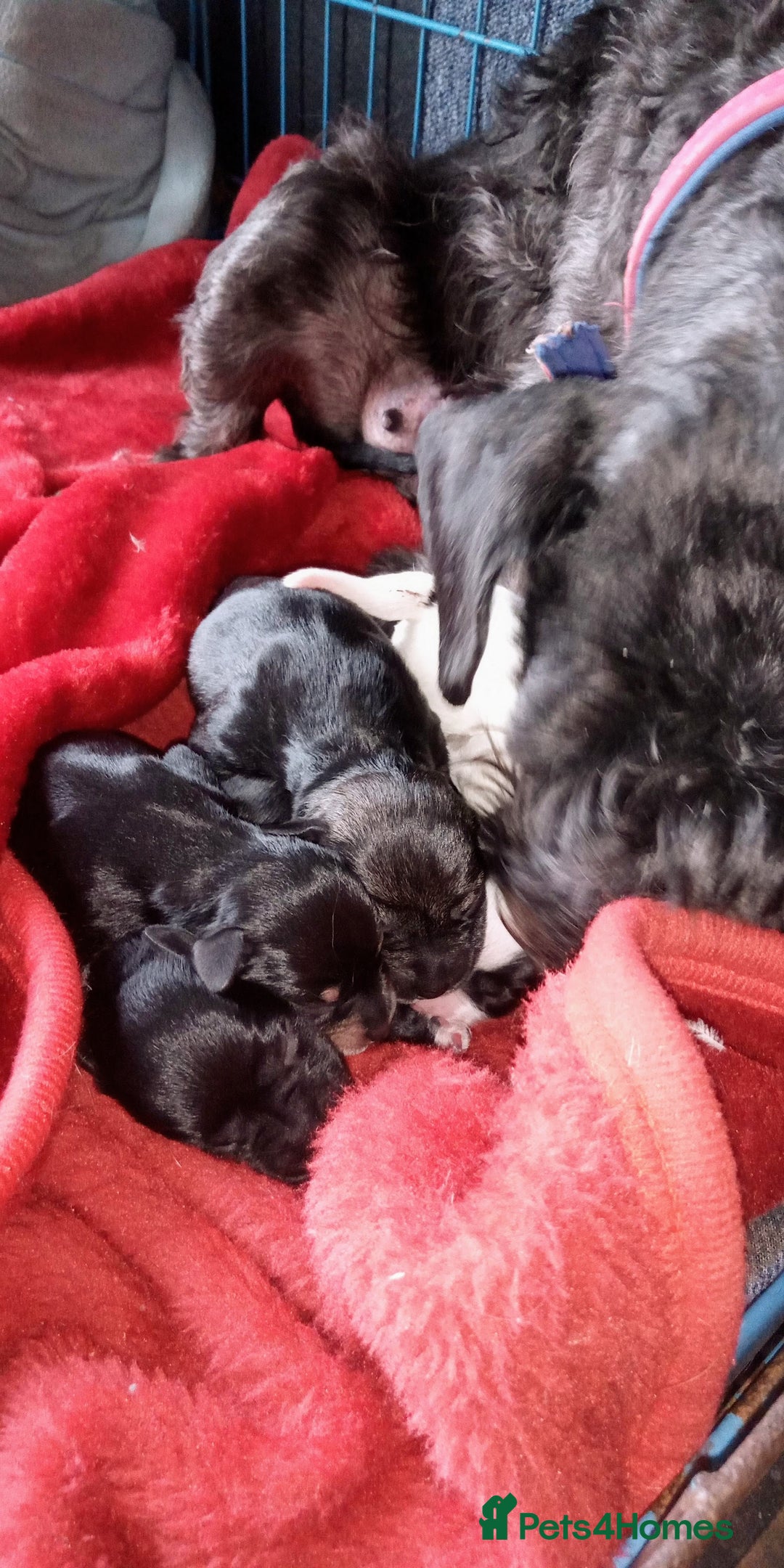 Miniature Schnauzer dogs for sale: Miniature Schnauzers Puppies - Advert 7