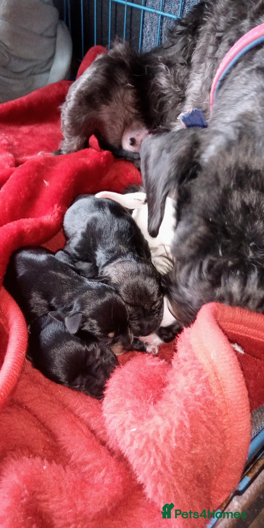 Miniature Schnauzer dogs for sale: Miniature Schnauzers Puppies - Advert 7