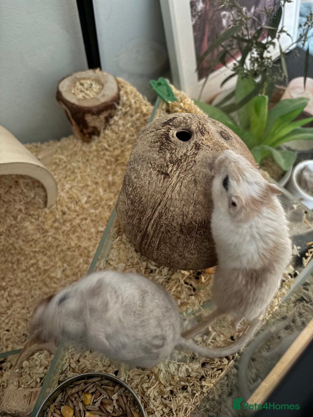 Gerbil rodents for sale: 2 gerbils including setup  - Advert 2
