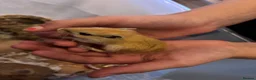 Gerbil rodents for sale: 4 male gerbils and detolf ikea enclosure in South Croydon - Advert 3