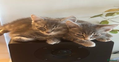 Mixed Breed cats - Advert 11