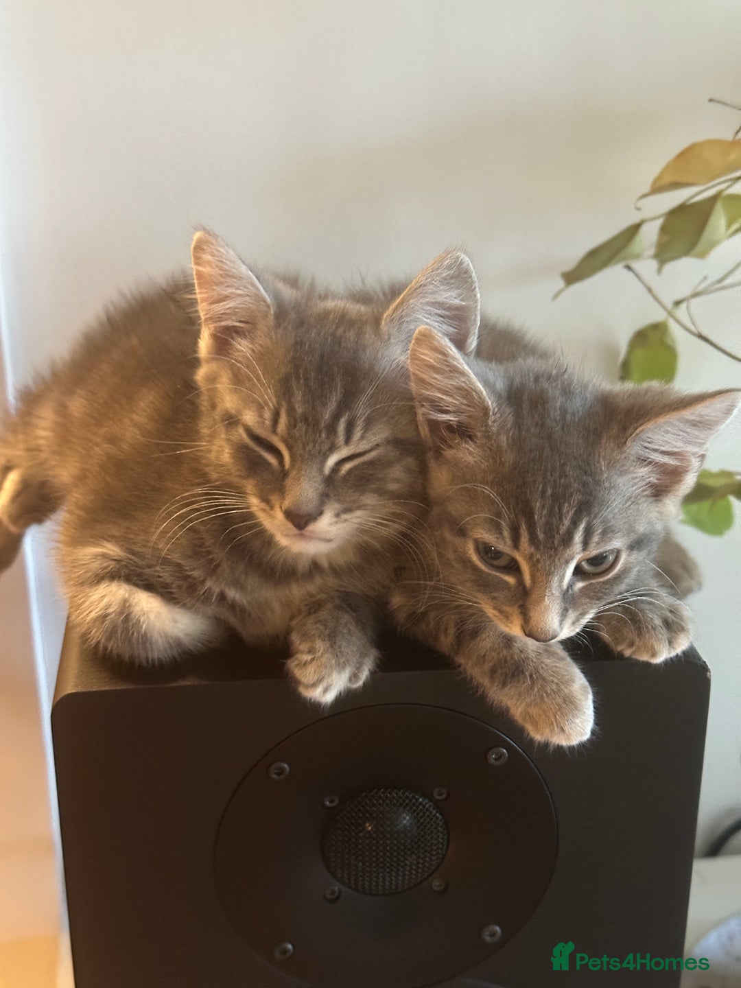 Mixed Breed cats for sale: Beautiful Half Maincoon/NorwegianFC X Russian Blue - Image 2