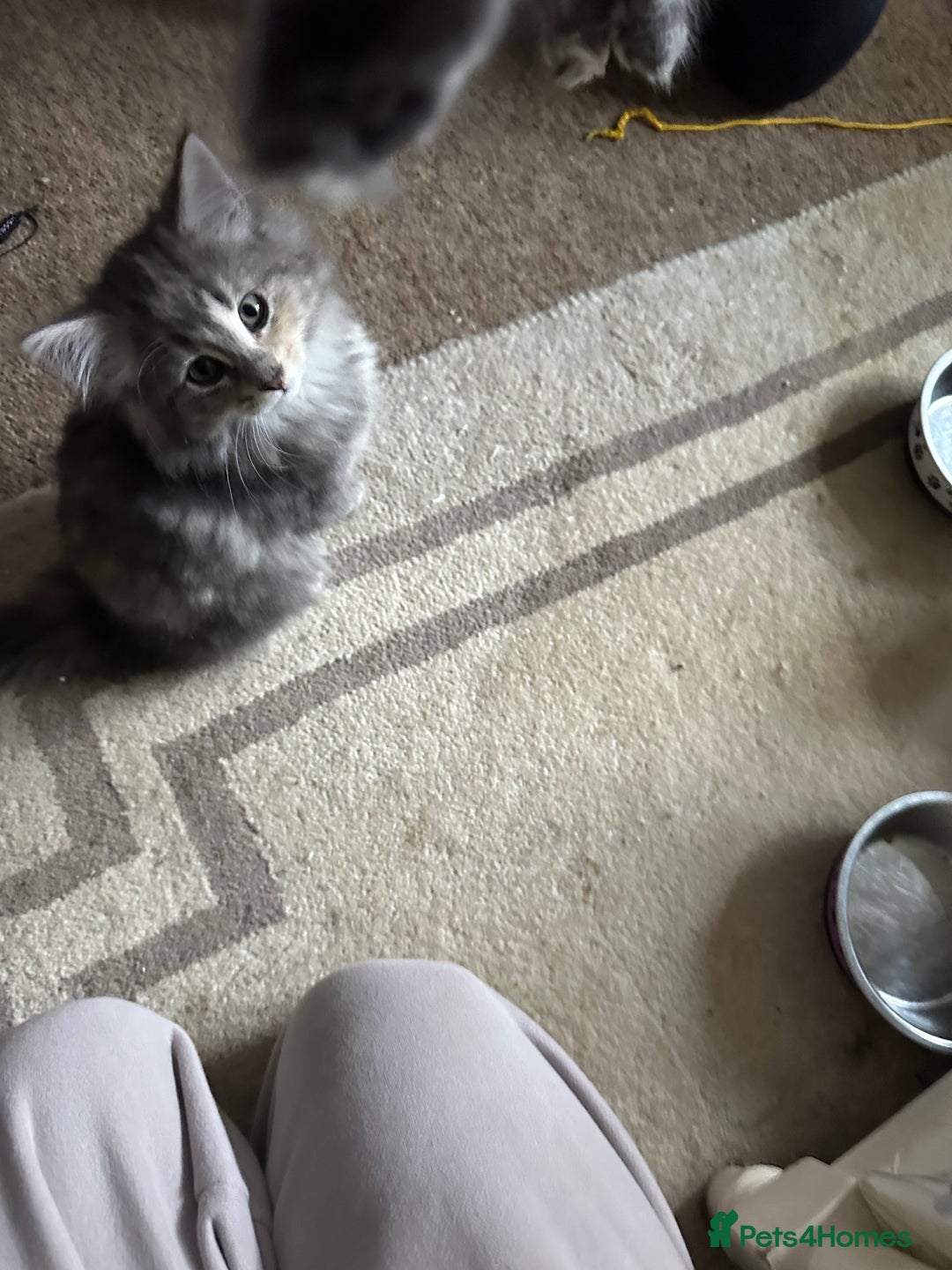 Norwegian Forest Cat cats for sale: Half Norwegian Forest Kittens  - Image 7