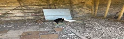 Ducks poultry for sale: Pure Indian running ducks - Advert 4