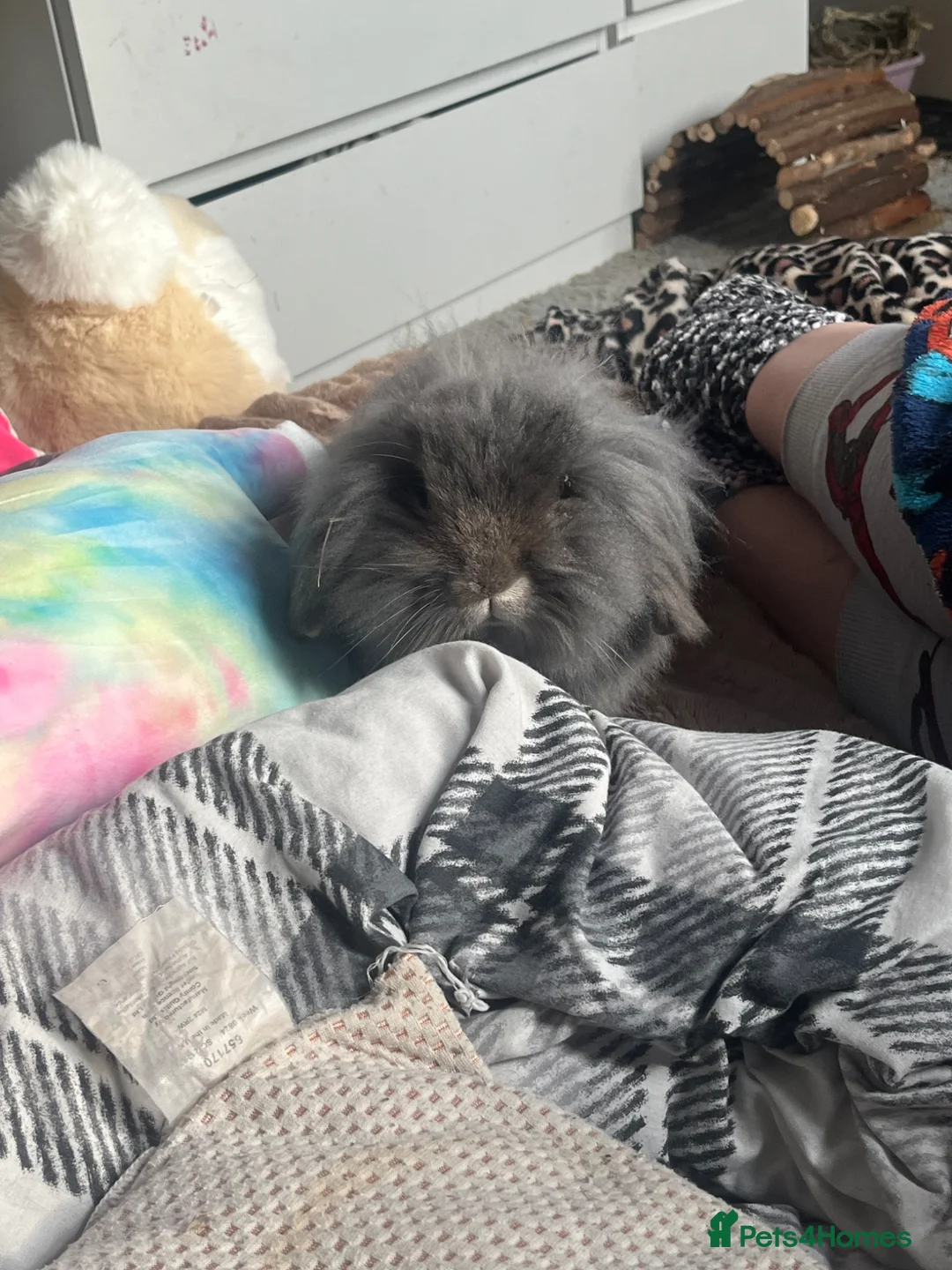 Mixed Breed rabbits for sale: Mini lop lion head  in Wednesbury - Advert 1