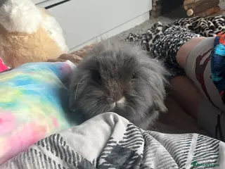 Mixed Breed rabbits Mini lop lion head - Advert 5