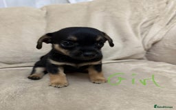 Chihuahua dogs for sale: 6 adorable chihuahuas - Image 7