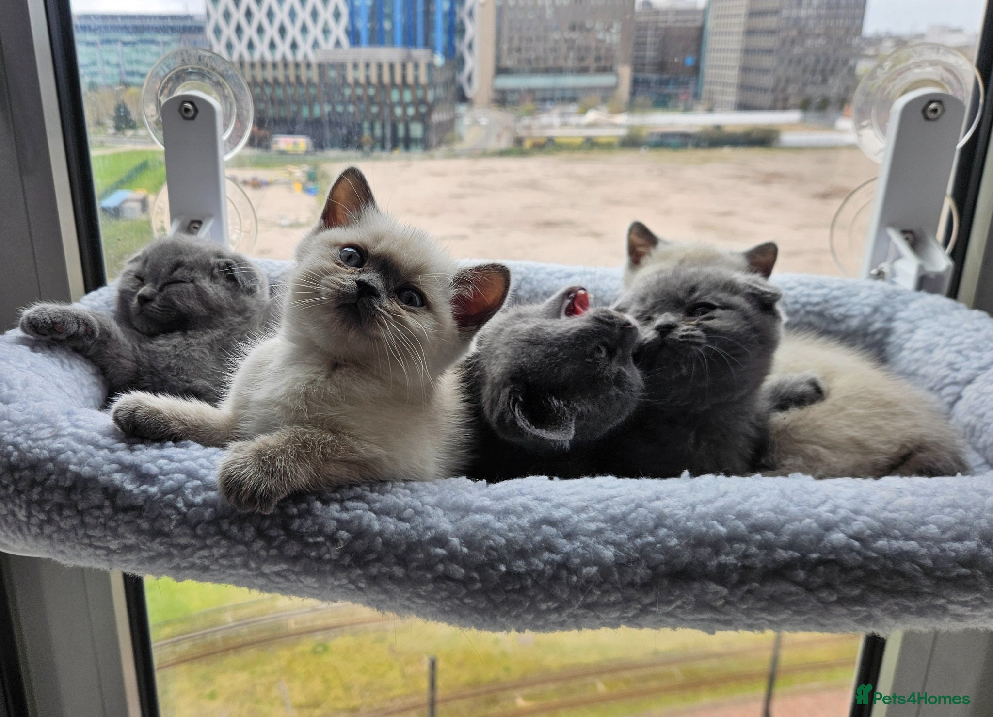 British Shorthair cats 🐱British Shorthair x Scottish Fold Kittens 👑✨️ - Advert 1