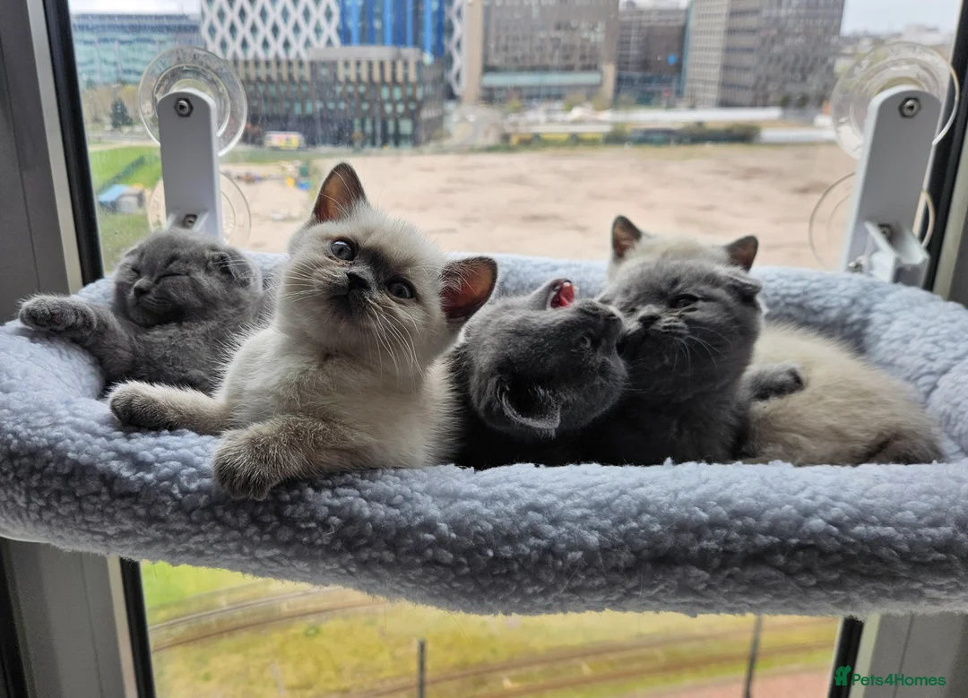 British Shorthair cats for sale: 🐱British Shorthair x Scottish Fold Kittens 👑✨️ - Advert 1