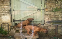 Rhodesian Ridgeback dogs for sale: LADYLIUWA KC REG. LITTER: LAST TWO PUPS FOR SALE in Grantham - Image 17
