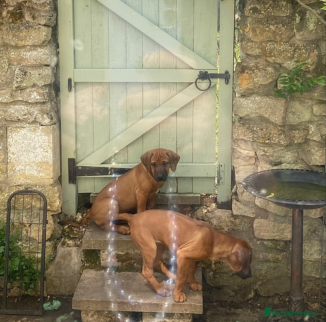 Rhodesian Ridgeback dogs for sale: LADYLIUWA KC REG. LITTER: LAST TWO PUPS FOR SALE in Grantham - Image 17