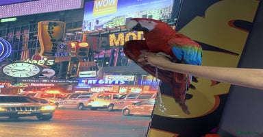 Macaws birds - Advert 12