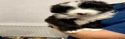 Mixed Breed dogs for sale: Adorable Bearded Collie X Border Collie puppies in Chesterfield - Advert 10