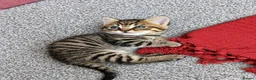 Mixed Breed cats for sale: 2 female kittens 🐾🤎 - Advert 2