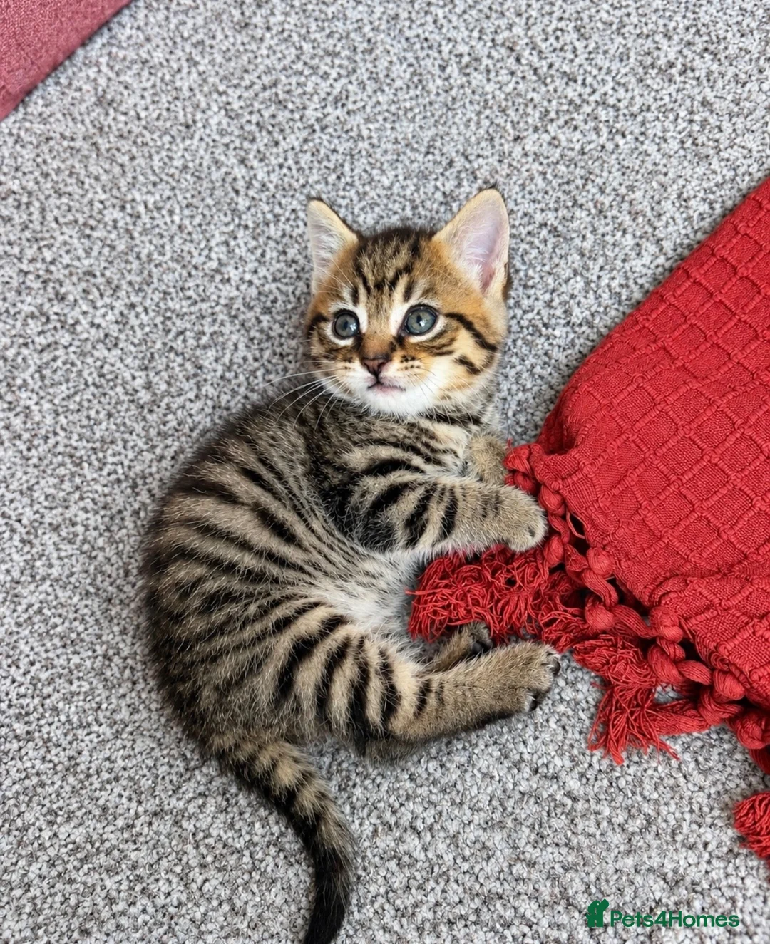 Mixed Breed cats for sale: 2 female kittens 🐾🤎 - Advert 2