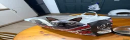 Sphynx cats for sale: Male Sphynx  - Advert 1