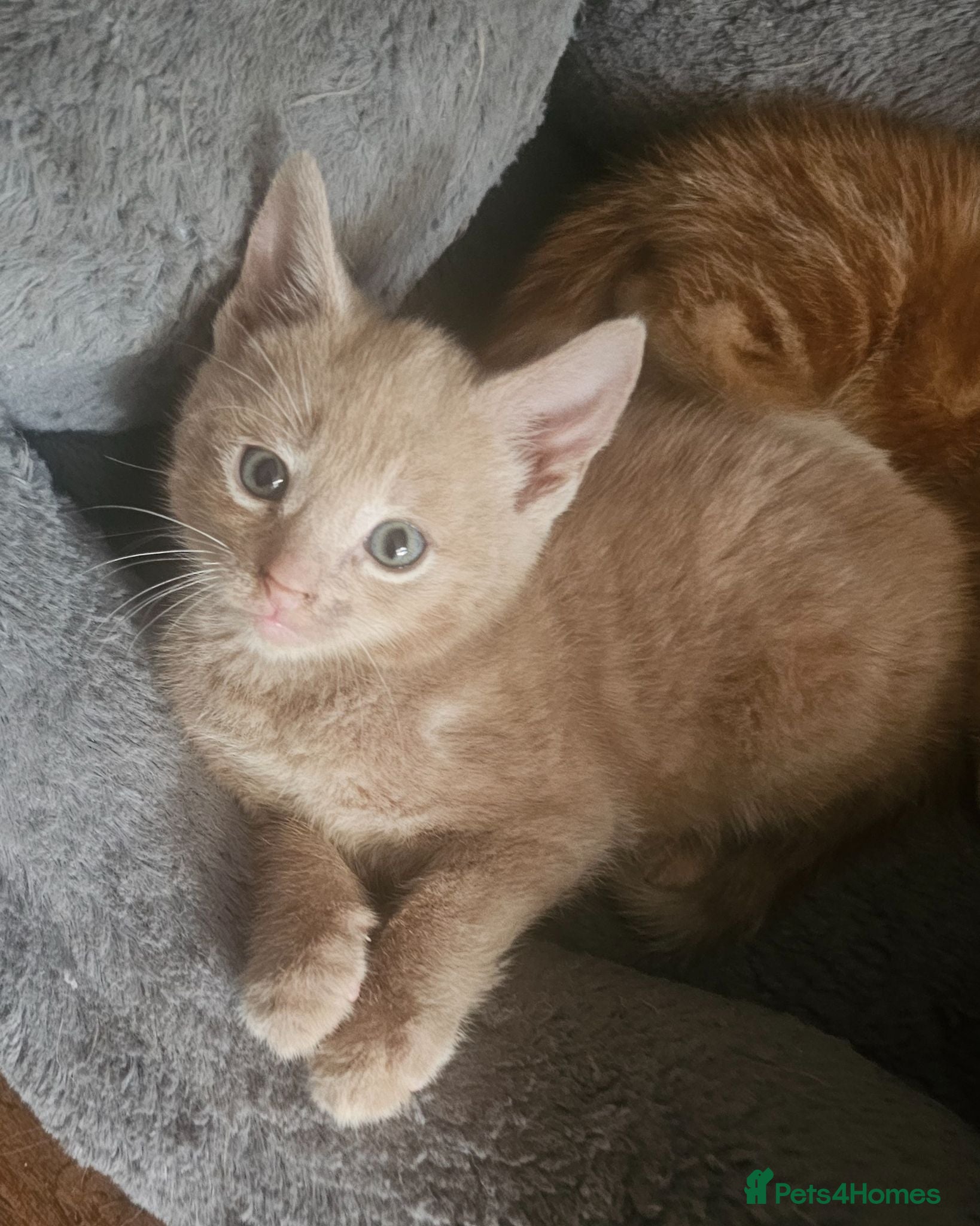 Mixed Breed cats 🐾 Gorgeous Kittens Available for Reservation 🐾 - Advert 5